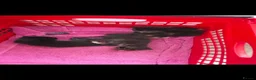 Mixed Breed cats for sale: 2 female kittens for sale  in Littlehampton - Advert 3