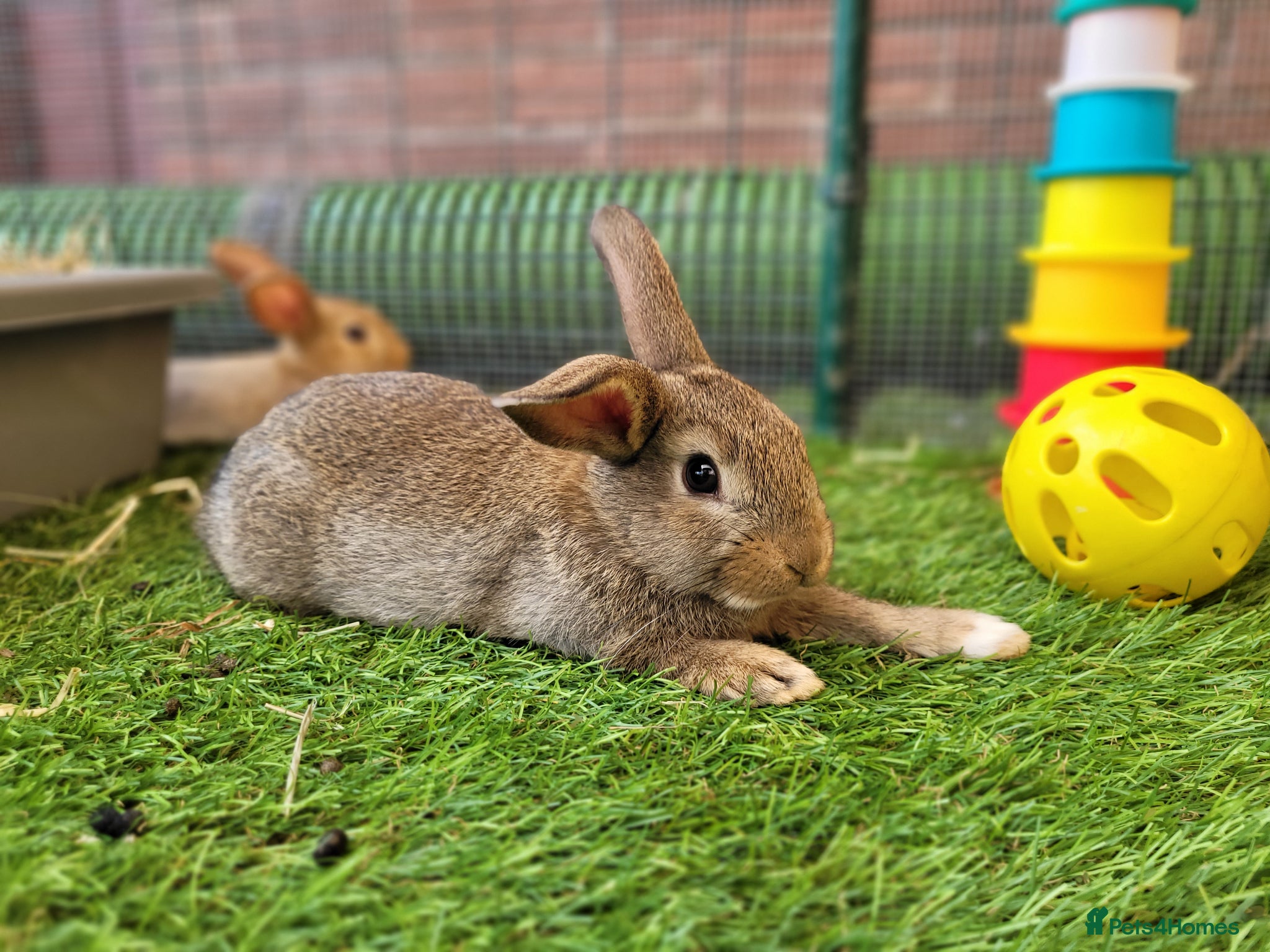 Mini Lop rabbits Adorable Mini Lop Mix Rabbits - READY JUNE 11TH - Advert 6