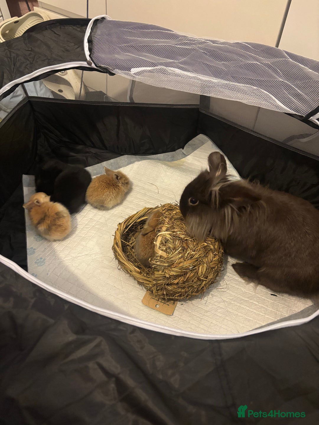 Mixed Breed rabbits for sale: Baby bunnies for sale! - Advert 2