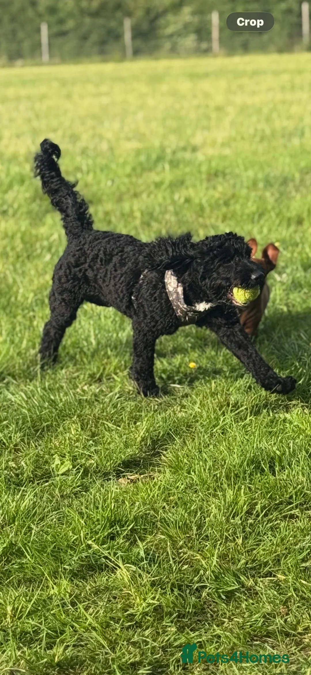 Cockapoo dogs for sale: Tilly  - Advert 5