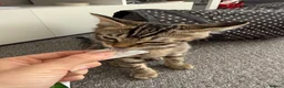 Mixed Breed cats for sale: The most affectionate little tabby - Advert 2