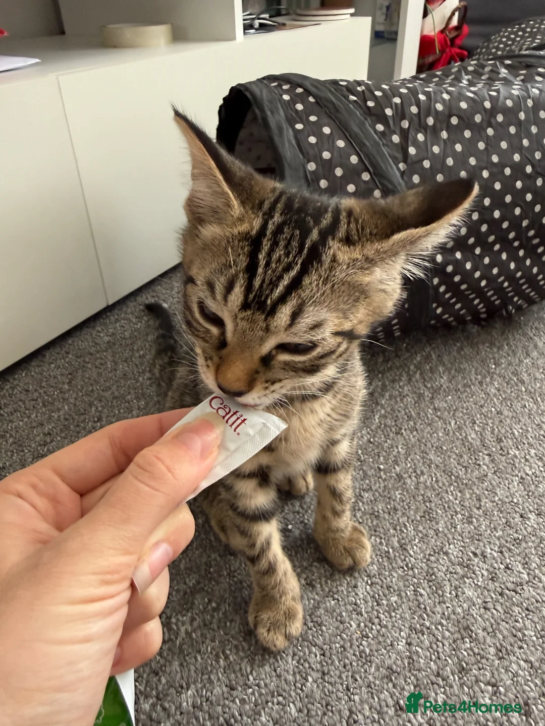 Mixed Breed cats for sale: The most affectionate little tabby - Advert 2