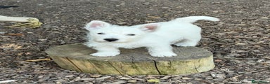 West Highland Terrier Puppy 4