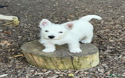 West Highland Terrier dogs for sale: Stunning West Highland White Terrier Babies - Image 11