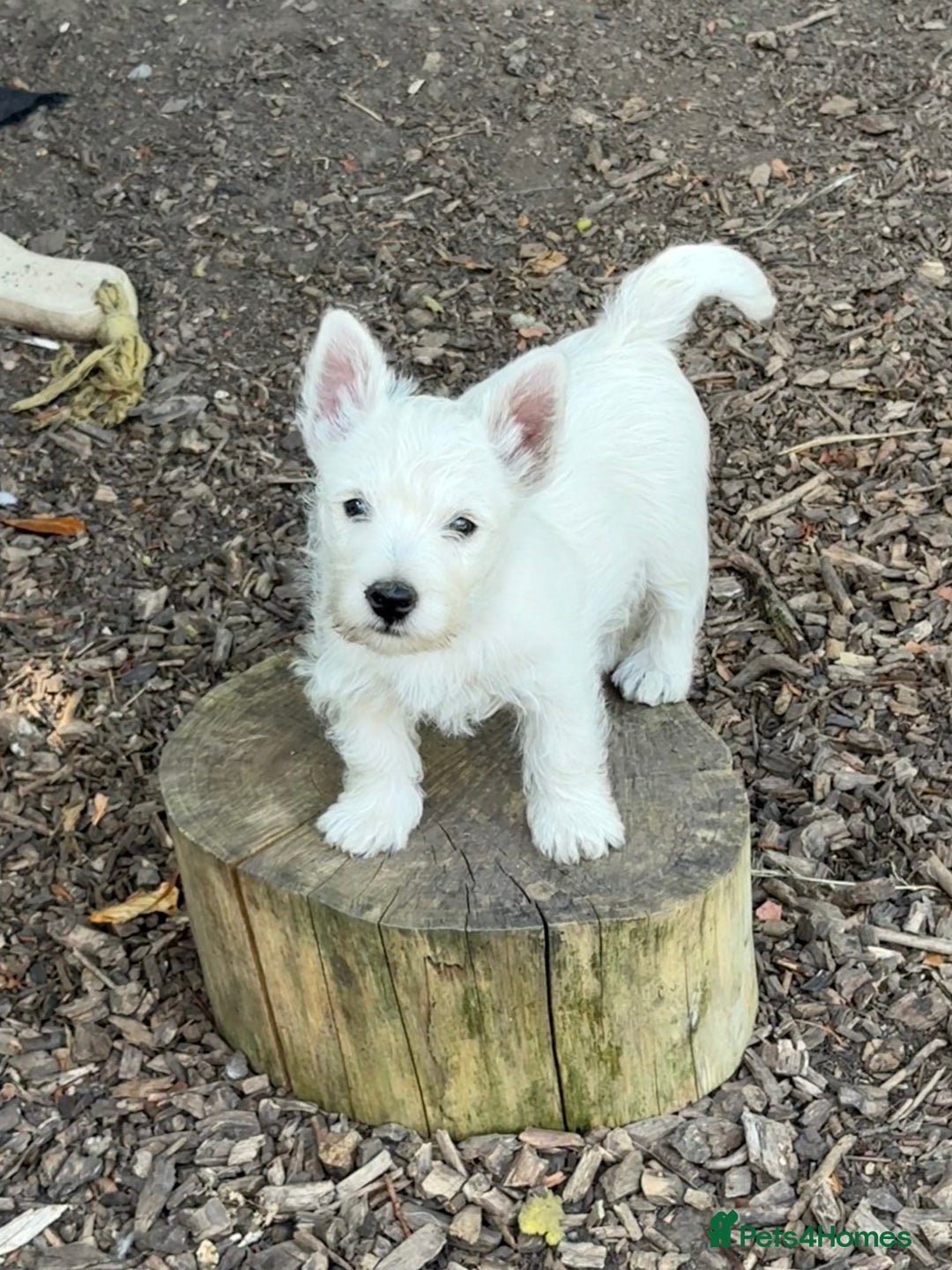 West Highland Terrier dogs for sale: Stunning West Highland White Terrier Babies - Image 11