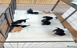 Cocker Spaniel dogs for sale: QUALITY COCKER SPANIAL PUPPIES VARIOUS COLOURS - Image 8