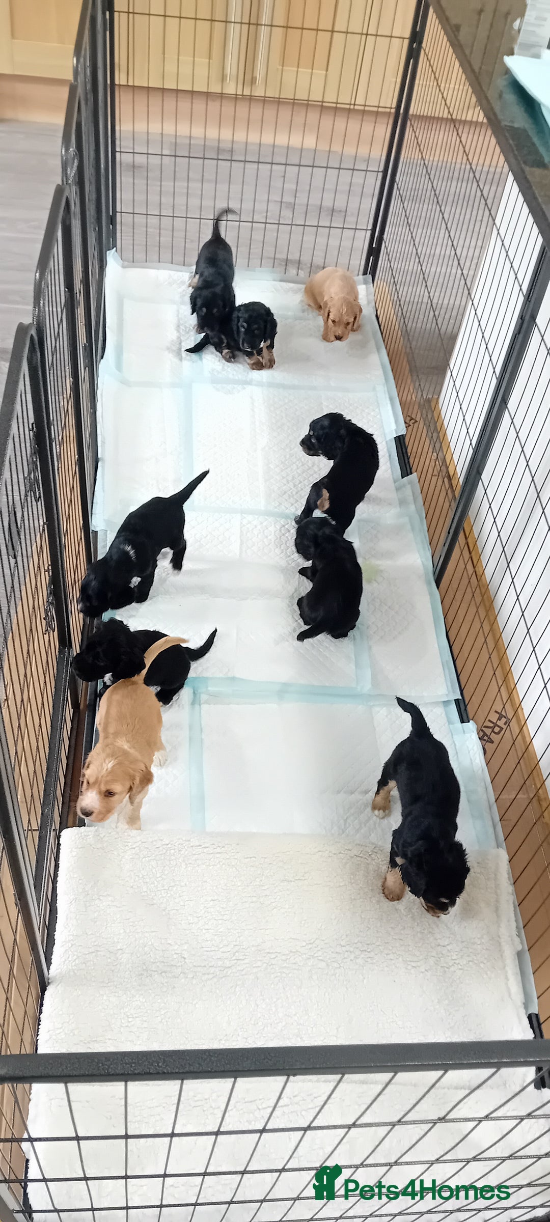 Cocker Spaniel dogs for sale: QUALITY COCKER SPANIAL PUPPIES VARIOUS COLOURS - Image 8