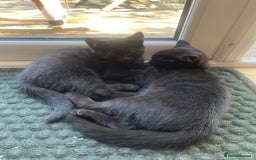 Domestic Shorthair cats for sale: Two darling black female kittens for sale in Bagshot - Image 6