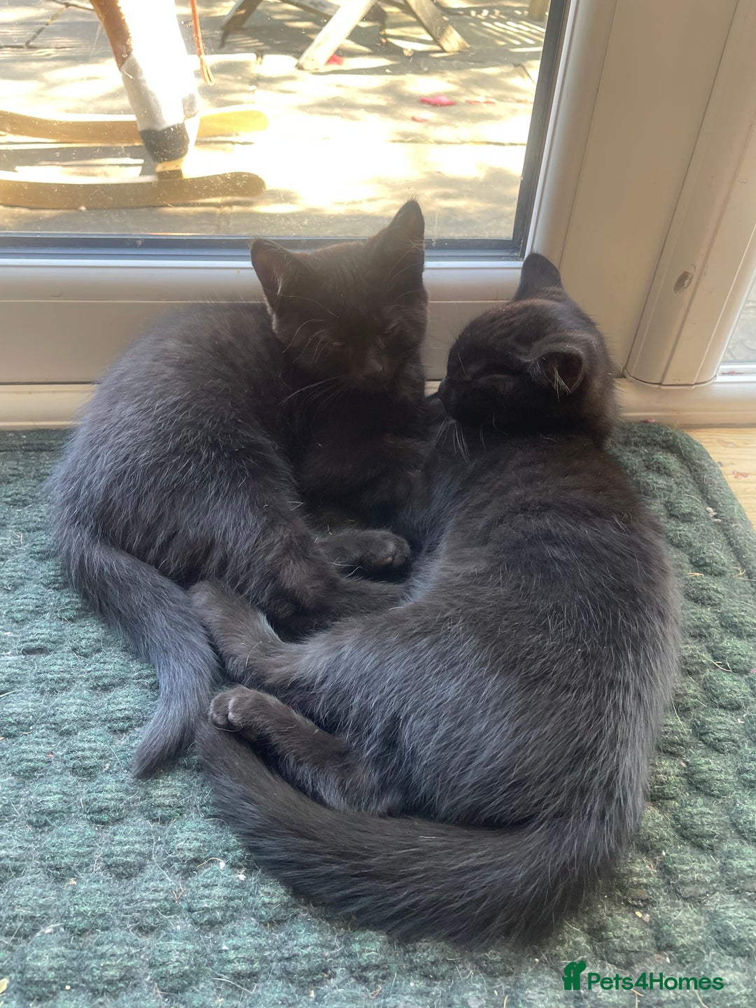 Domestic Shorthair cats for sale: Two darling black female kittens for sale in Bagshot - Image 6