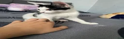 Mixed Breed cats for sale: 4 beautiful kittens! - Advert 7