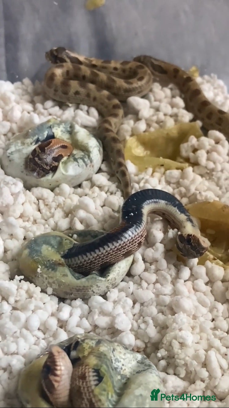 Snake reptiles Hognose’s available now 🐍🐍 Conda Quad hets - Advert 1