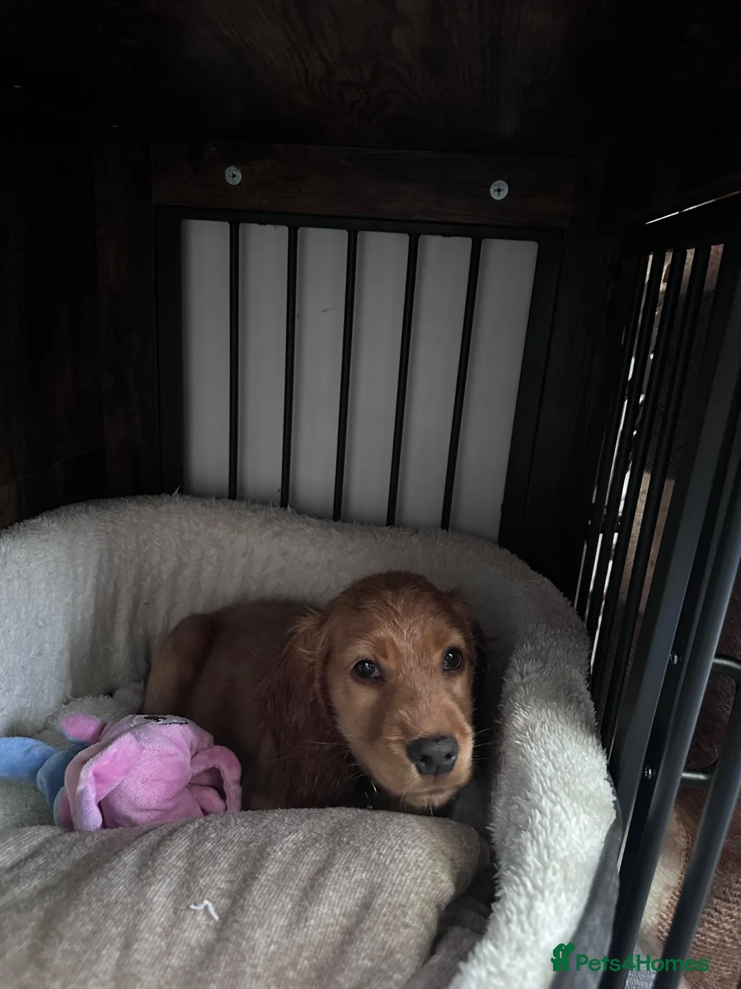 Cocker Spaniel dogs for sale: Cocker spaniel  in Wednesbury - Advert 2