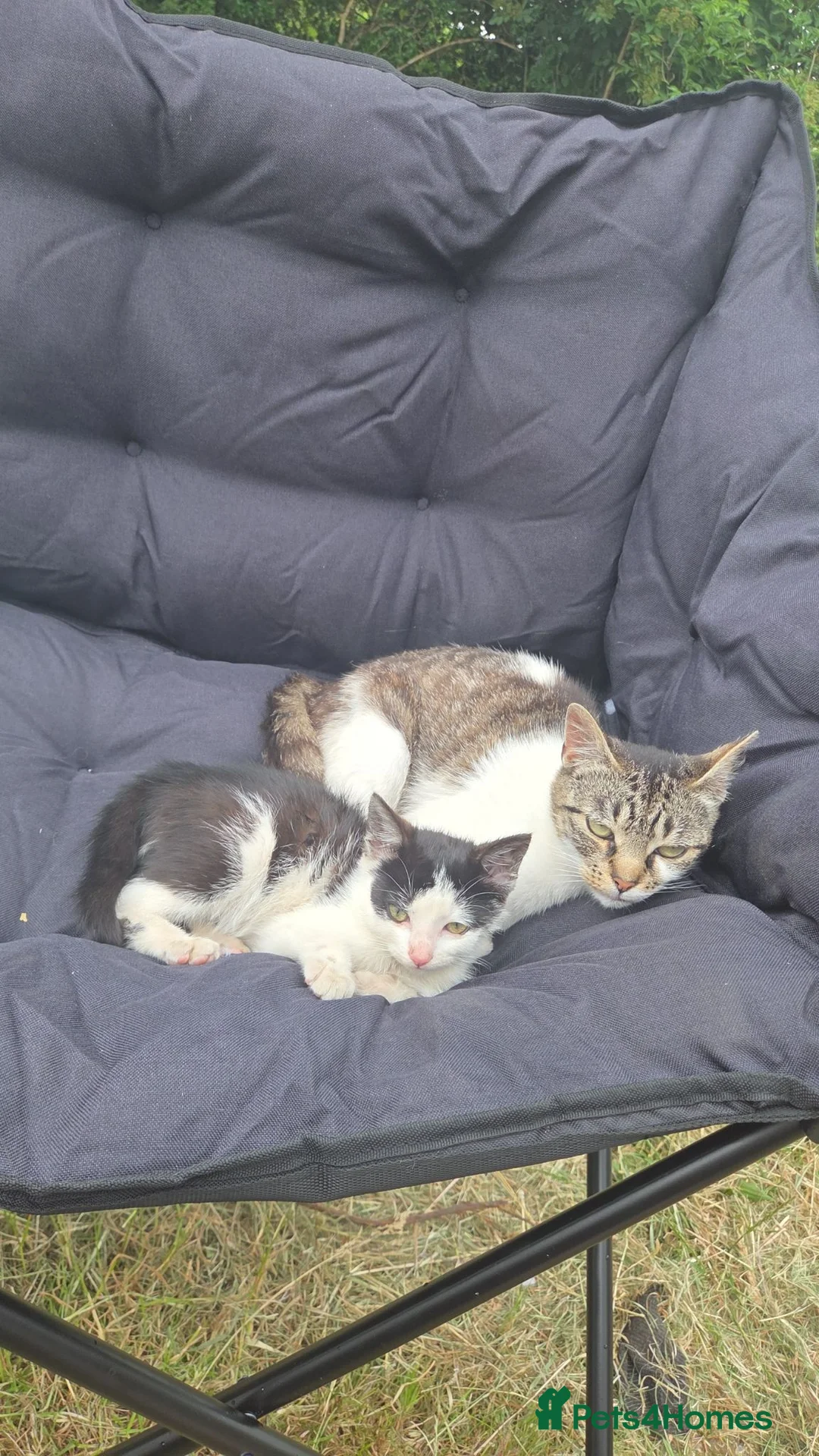 Mixed Breed cats for sale: Male kitten for sale - Advert 1