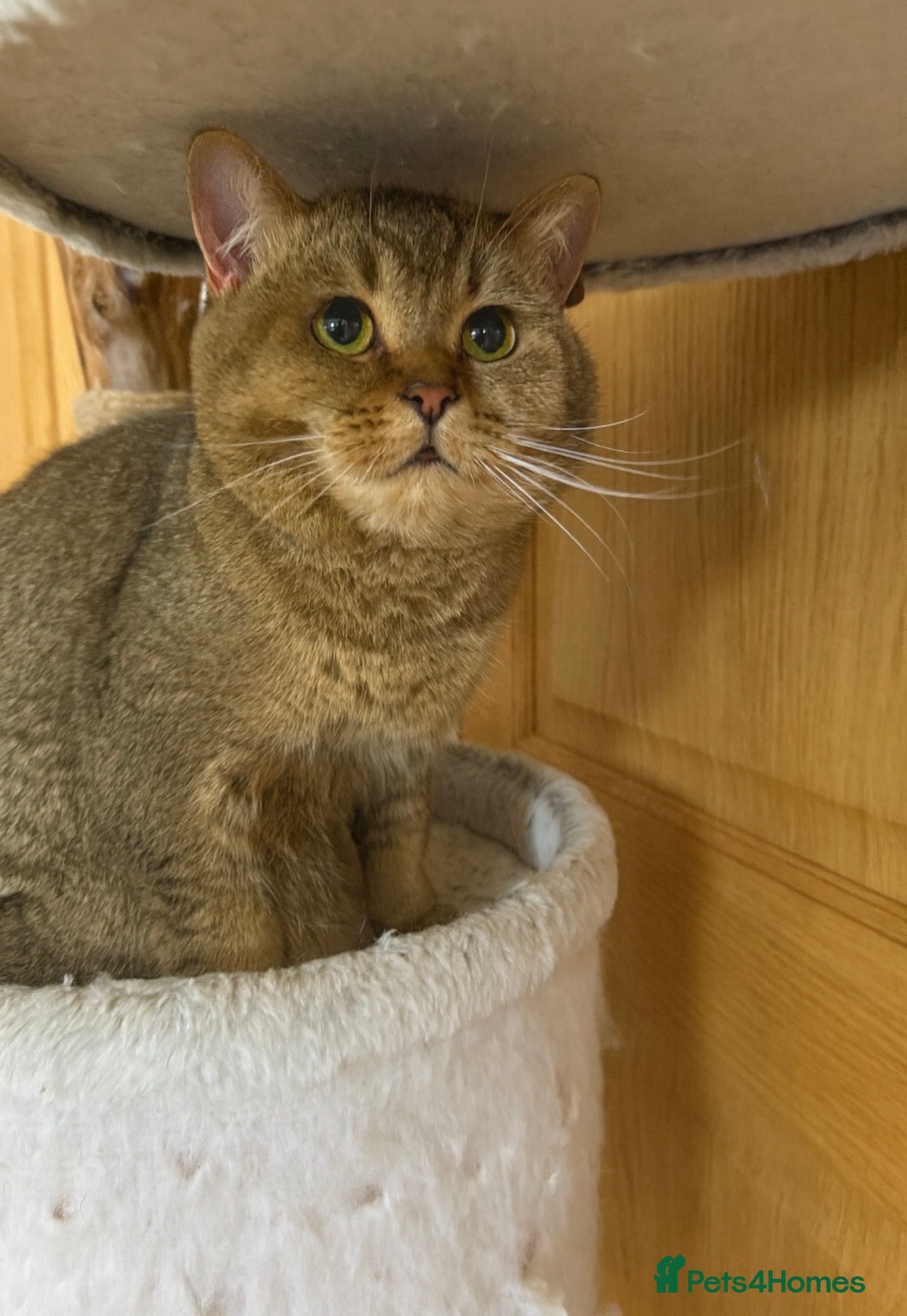British Shorthair cats Beautiful British Shorthair Boy - Advert 5
