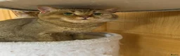 British Shorthair cats for sale: Beautiful British Shorthair Boy - Advert 1