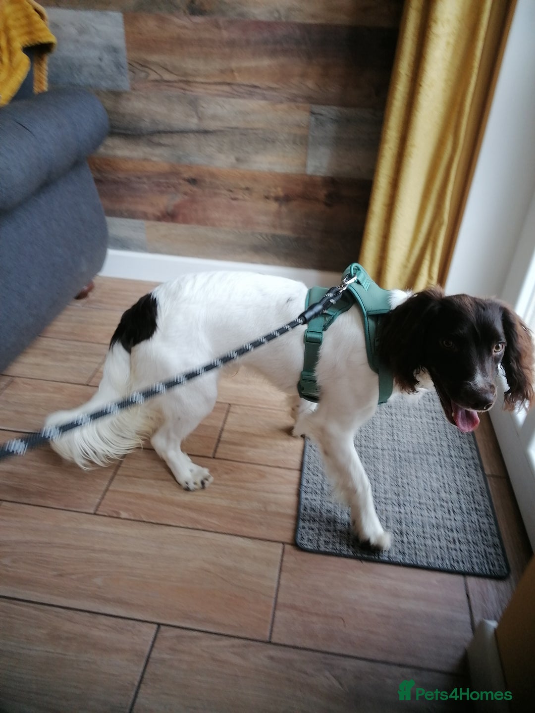 English Springer Spaniel dogs for adoption: 💙🐶 ARLO 🐶💙 - Image 21