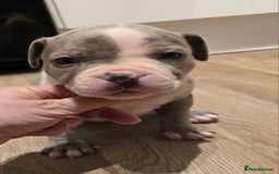 American Bull Staffy dogs for sale: Stunning litter of American bull x staffy puppys  - Advert 8