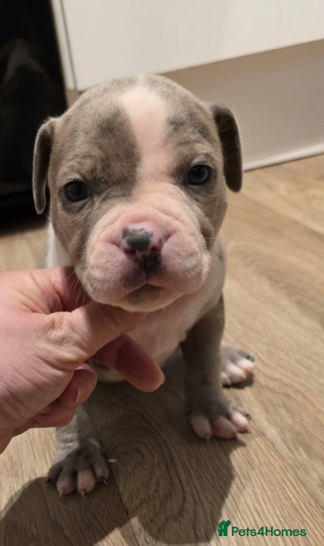 American Bull Staffy dogs for sale: Stunning litter of American bull x staffy puppys  - Advert 8