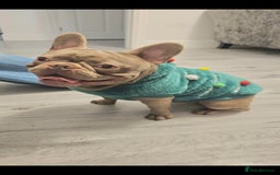 French Bulldog dogs for sale: Loving home required. - Image 4