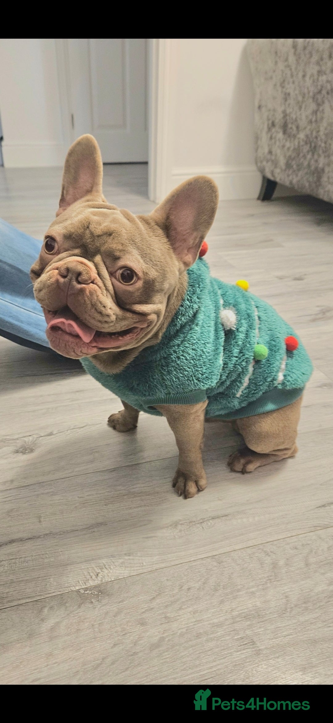 French Bulldog dogs for sale: Loving home required. - Image 4