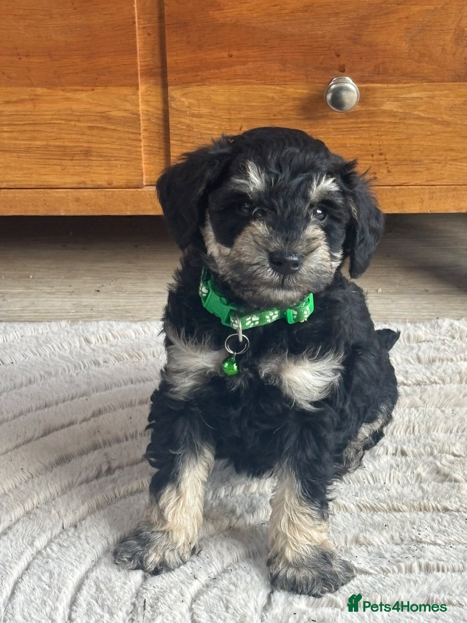 Schnoodle dogs F1 SCHNOODLE PUPPIES - Advert 15