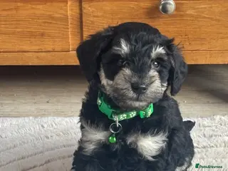 Schnoodle dogs F1 SCHNOODLE PUPPIES - Advert 15