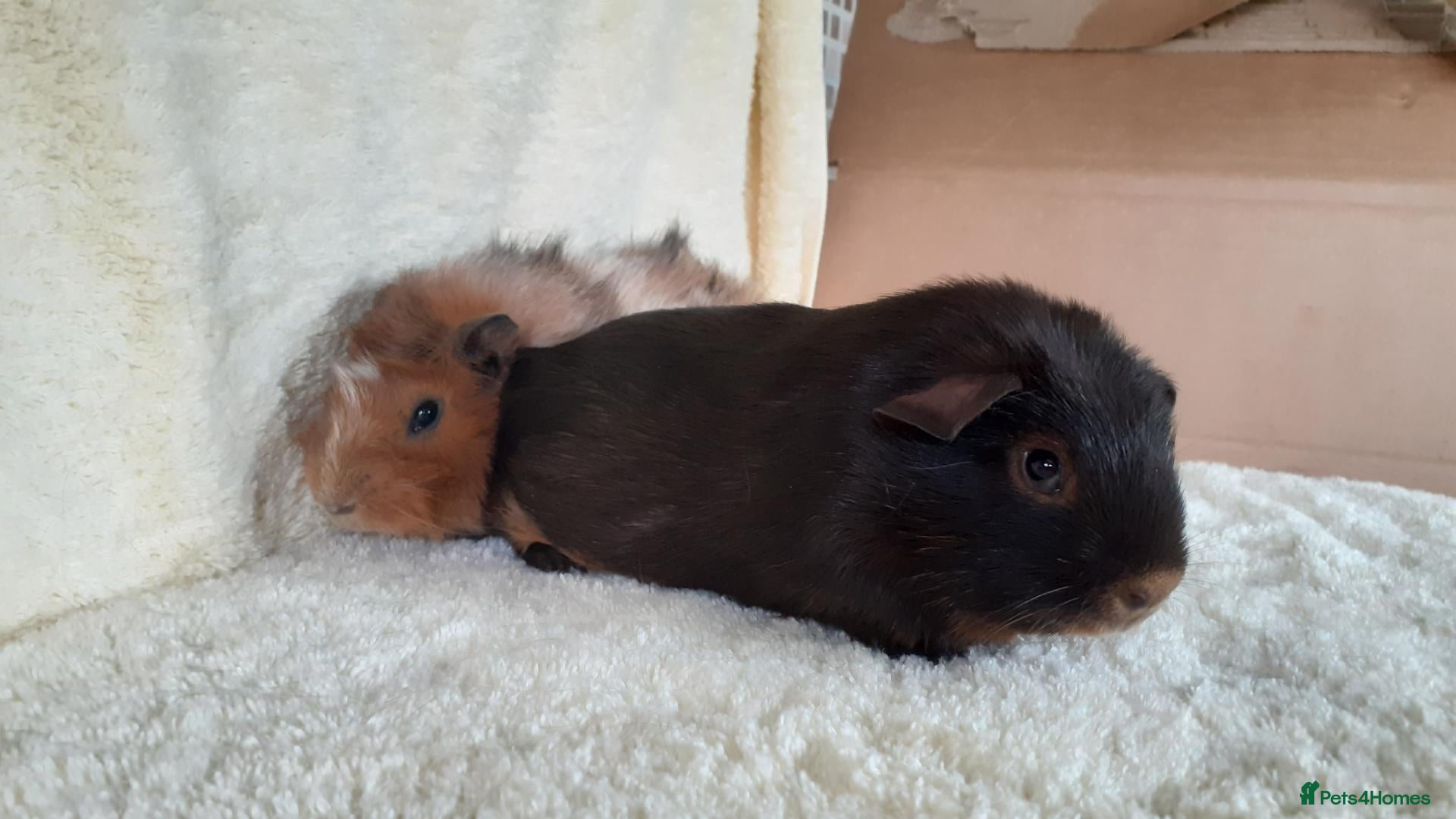 Guinea Pig rodents Pair of 8wk bonded baby boars  - Advert 1