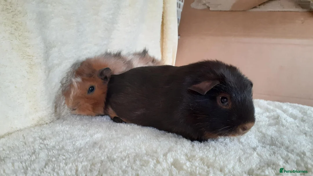 Guinea Pig rodents for sale: Pair of 8wk bonded baby boars  - Advert 1
