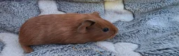 Guinea Pig rodents for sale: I have some teddy cross babies available 2 reserve - Advert 5