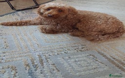 Toy Poodle dogs for sale: KC Registered gorgeous Red Toy Poodle Puppies - Image 15