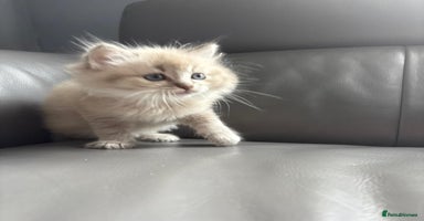 Ragdoll cats - Advert 7