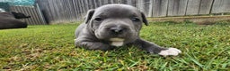 Staffordshire Bull Terrier dogs for sale: Amazing top quality blue staffordshire super activ - Advert 3