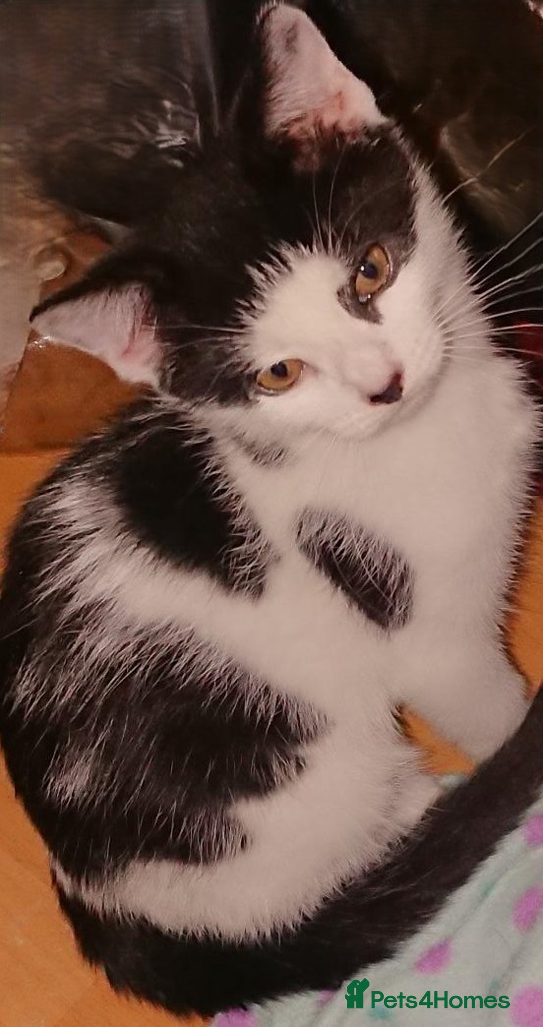 Mixed Breed cats for sale: Beautiful litter of 5 kittens 3 girls 2 boys - Advert 28