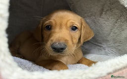 Labrador Retriever dogs for sale: KC Registered Labrador Puppies - Call  **  - Image 33