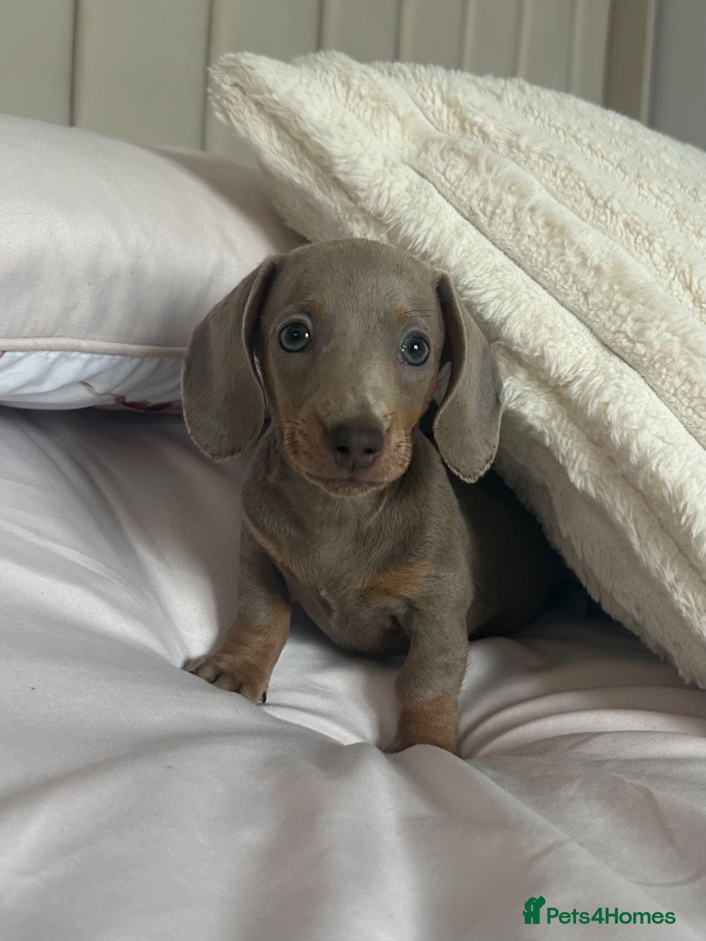 Miniature Dachshund dogs MINIATURE DACHSHUND PUP READY TO GO - Advert 7
