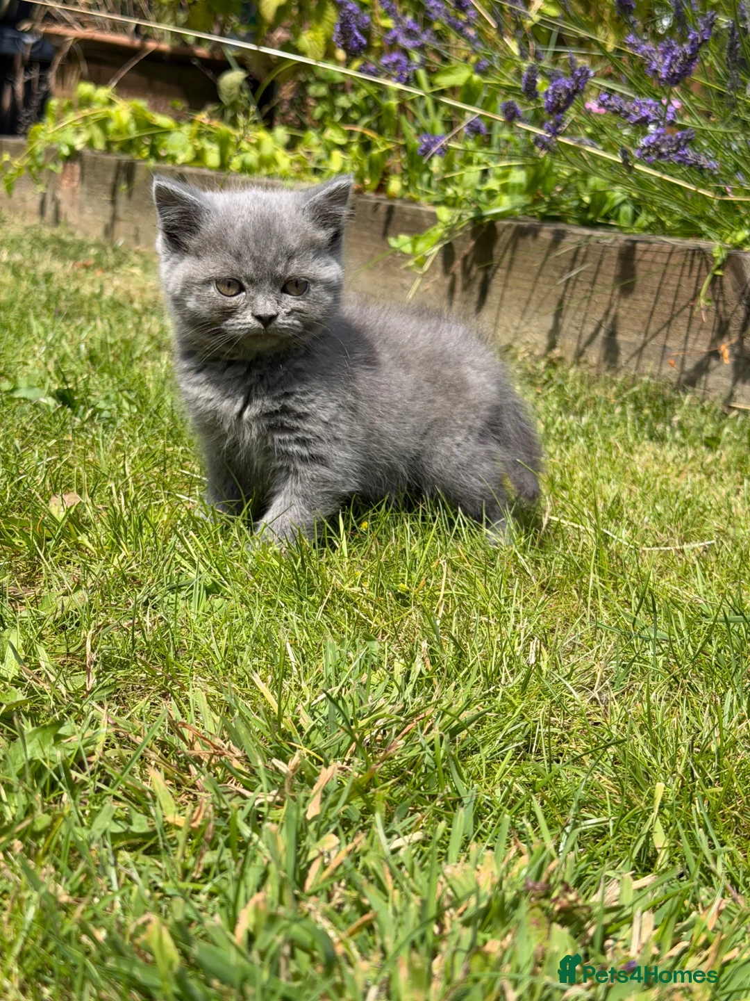 British Shorthair cats for sale: British short haired kittens - Advert 2