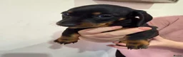 Dachshund dogs for sale: 6 Dachshund beautiful puppies for sale - Advert 15