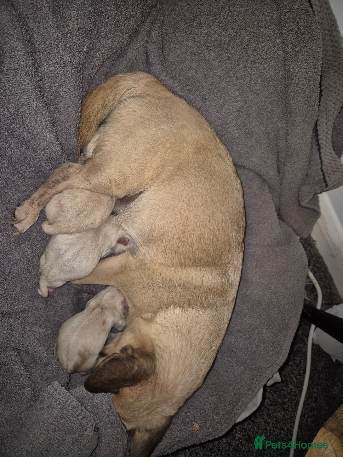 Chihuahua dogs Chihuahua Pups For Sale - Advert 1