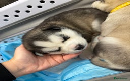 Siberian Husky dogs for sale: 1 female and 2 male huskies for sale - Advert 8
