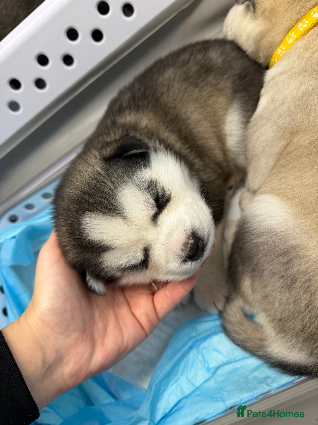 Siberian Husky dogs for sale: 1 female and 2 male huskies for sale - Advert 8