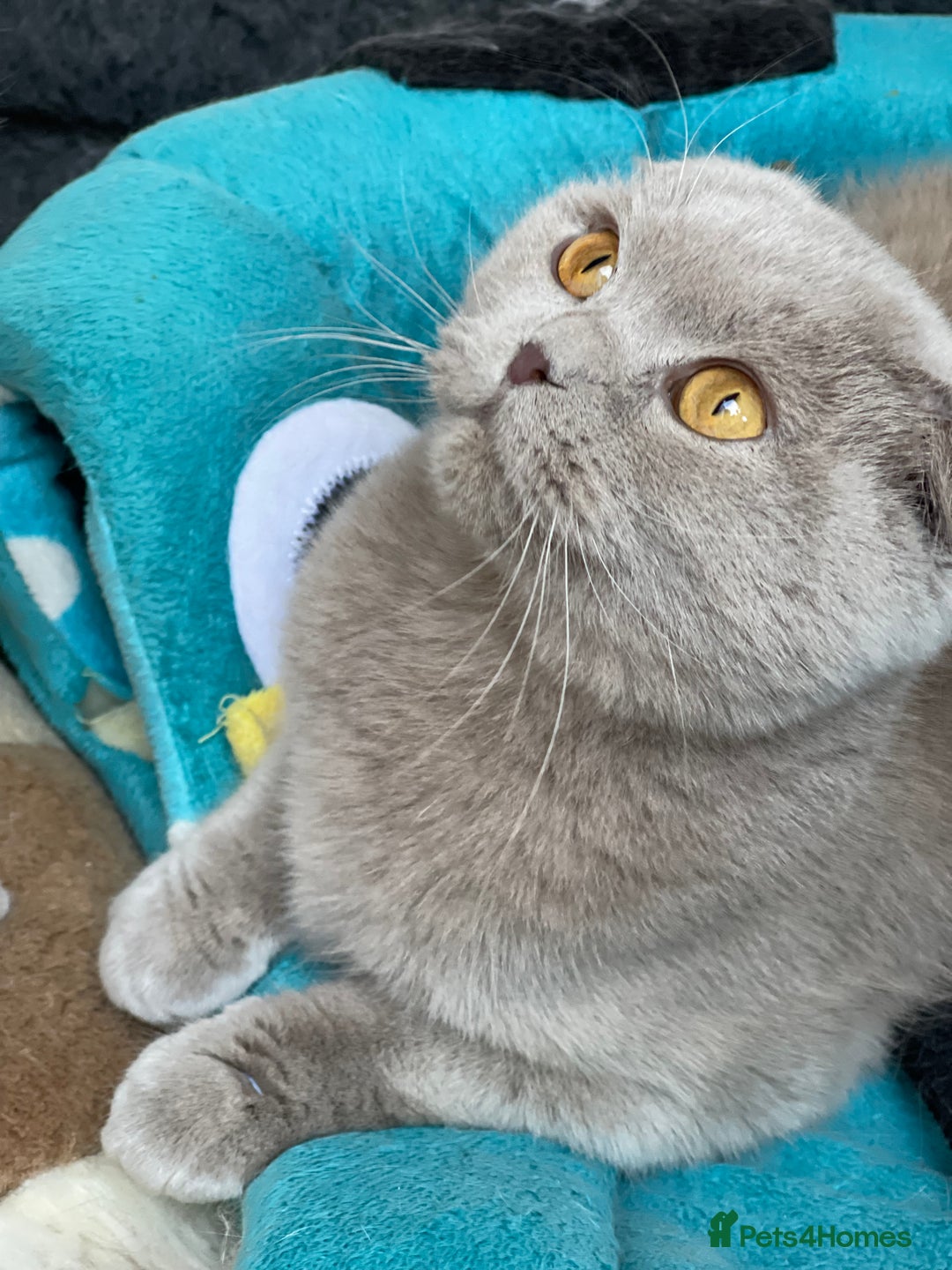 Scottish Fold cats for sale: Stunning Champions Bloodlines  kittens  - Advert 14