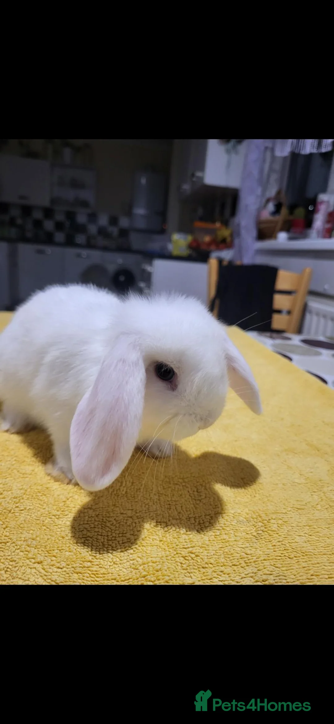 Mini Lop rabbits for sale: Beautiful Mini lop looking good a home . - Advert 5