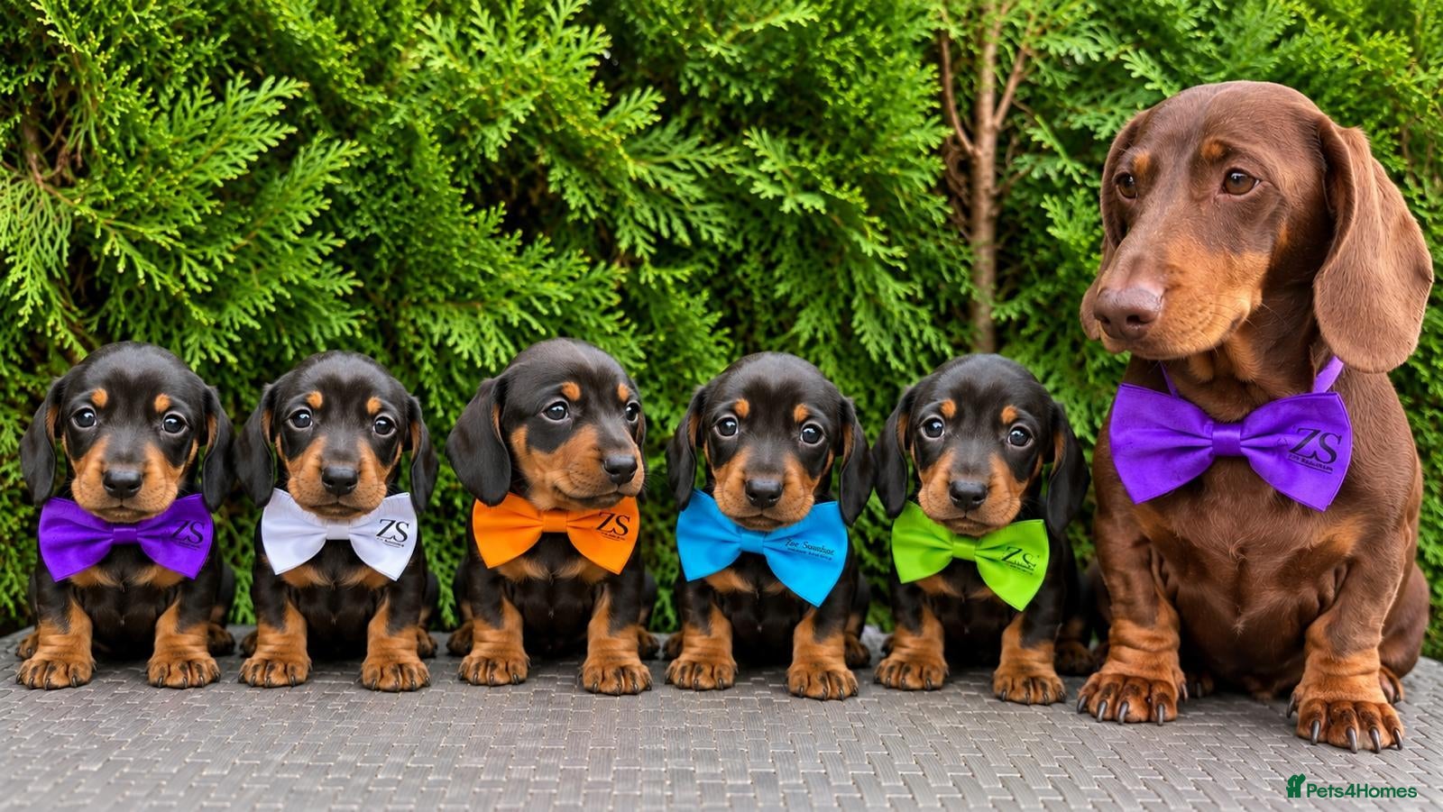 Dachshund dogs Miniature Dachsund Pups - Advert 1