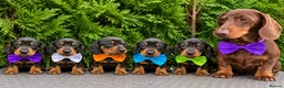 Dachshund dogs for sale: Miniature Dachsund Pups - Advert 16