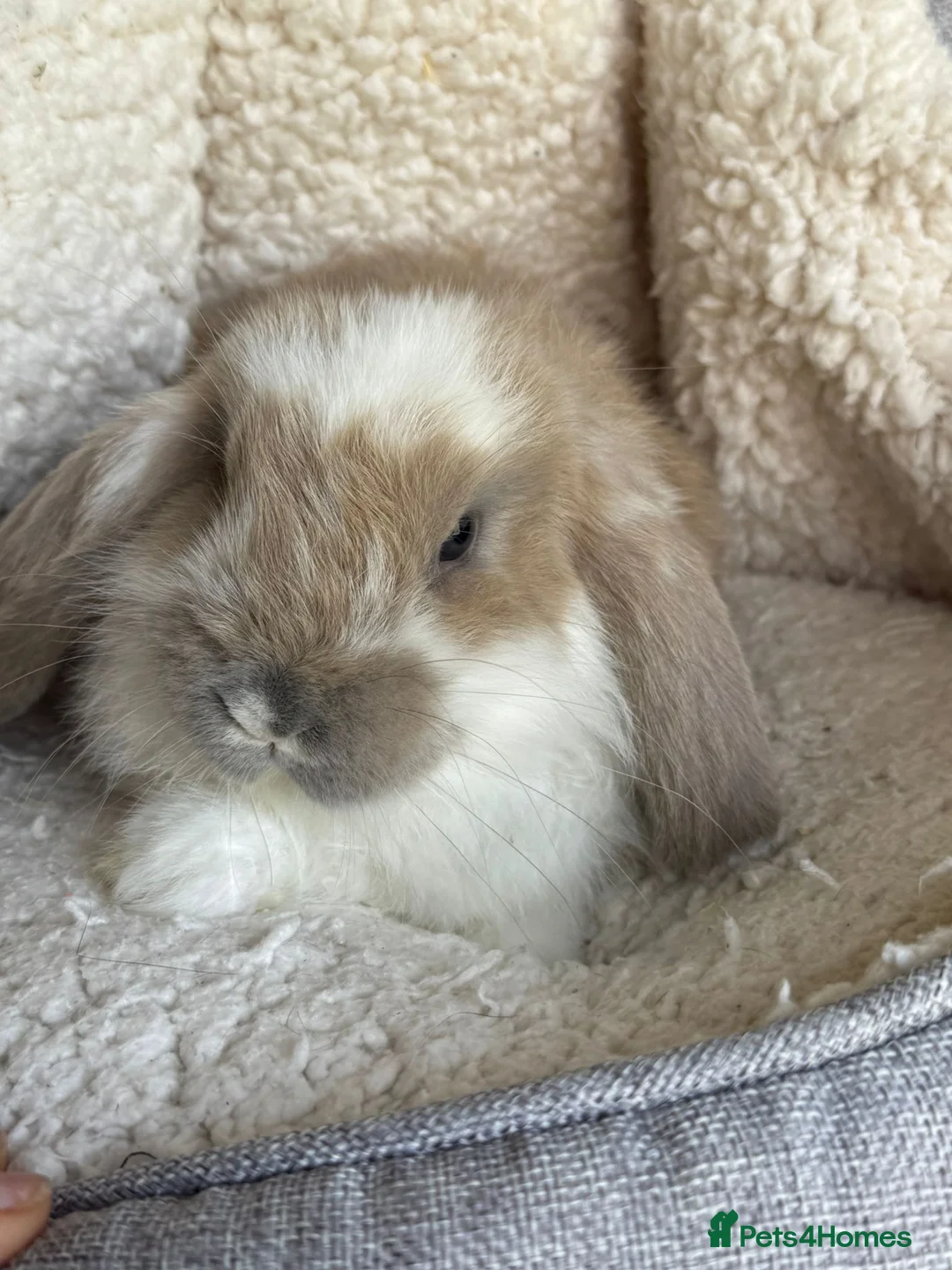 French Lop rabbits for sale: Purebred French Lop baby bunnies for sale  - Advert 26