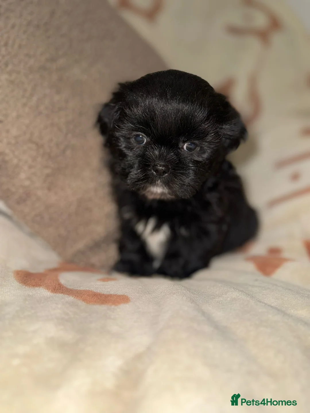Shih Tzu dogs for sale: Stunning Black Shih Tzu Puppies - Advert 19