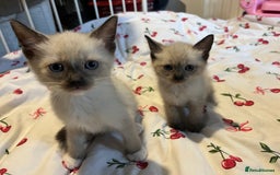 Siamese cats for sale: 3 stunning applehead Siamese kittens  - Image 6