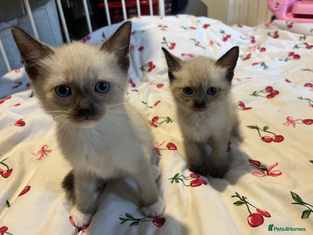 Siamese cats for sale: 3 stunning applehead Siamese kittens  - Image 6