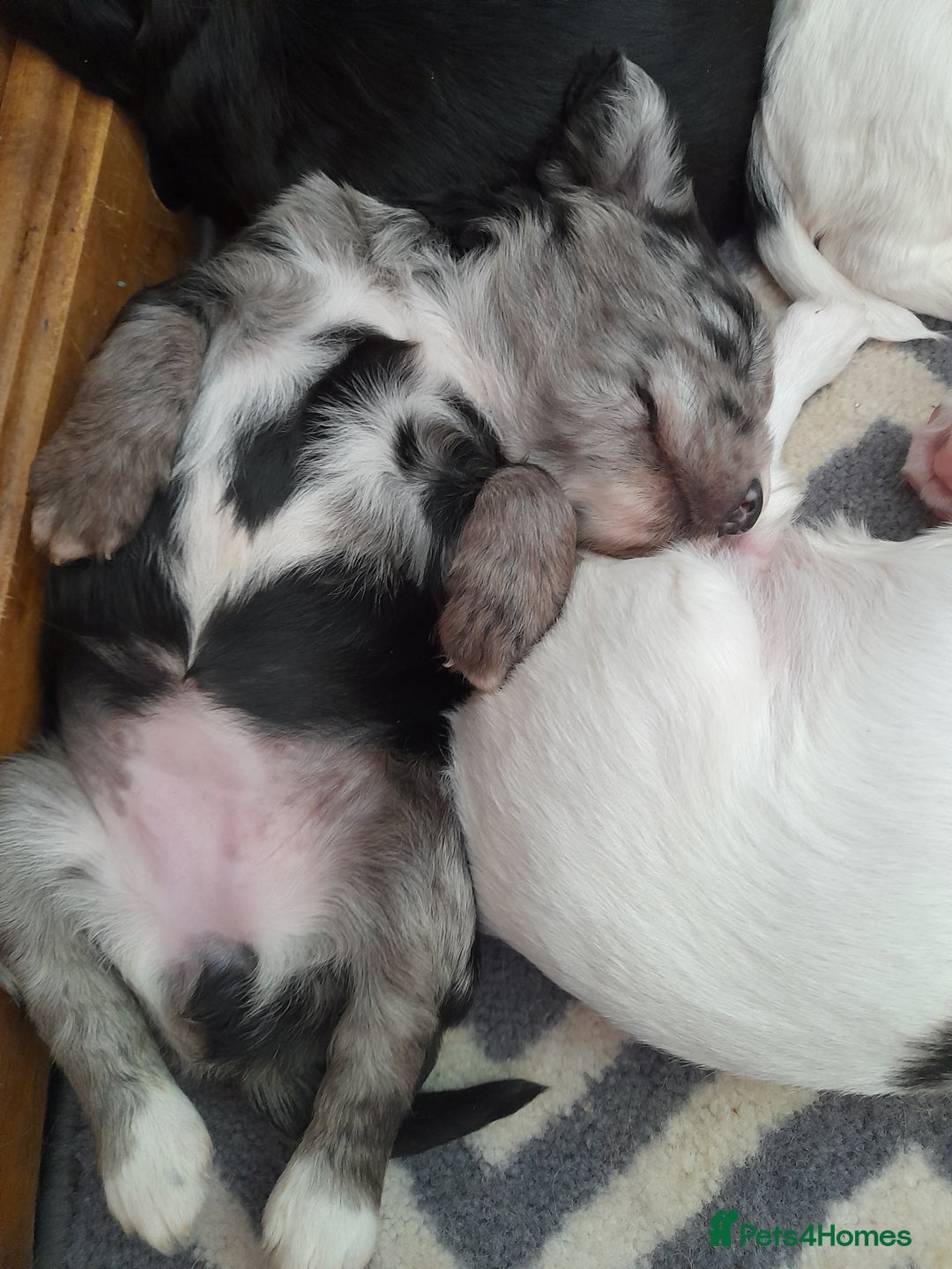 Sprocker dogs for sale: Gorgeous Sprocker pups.  - Image 10