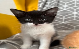 European cats for sale: Playful boy litter trained  - Image 5